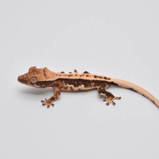 100%헷아잔틱 릴리화이트