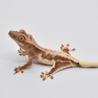 크림 릴리화이트