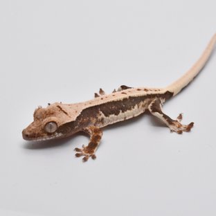 100%헷아잔틱 릴리화이트