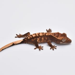 익스트림할리퀸