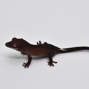 챠콜 팬텀 카푸치노