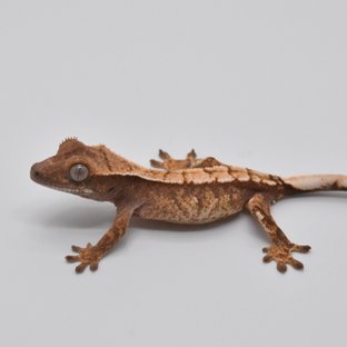 100%헷아잔틱 노멀