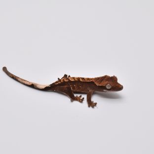 100%헷아잔틱 챠콜
