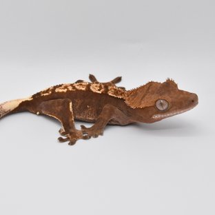 100%헷아잔틱 노멀