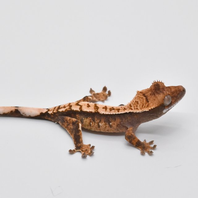 100%헷아잔틱 노멀