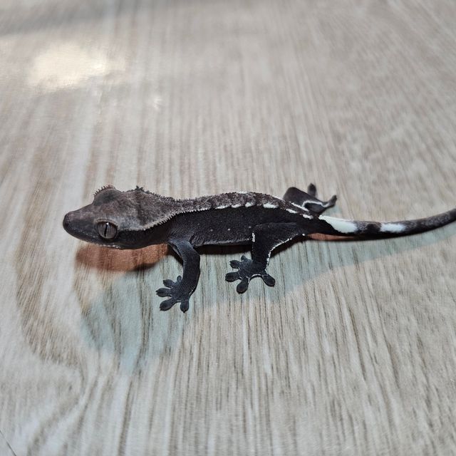 아잔틱