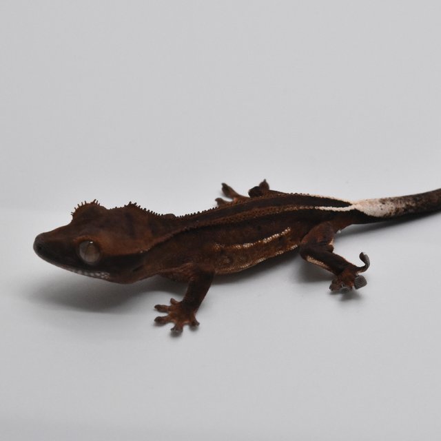 슈퍼스트라이프 다크 팬텀