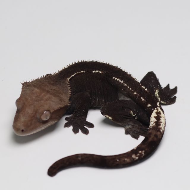아잔틱