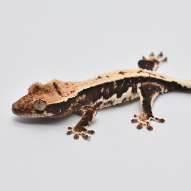 100%헷아잔틱 릴리화이트