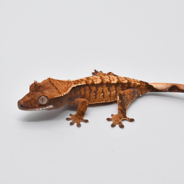 100%헷아잔틱 노멀