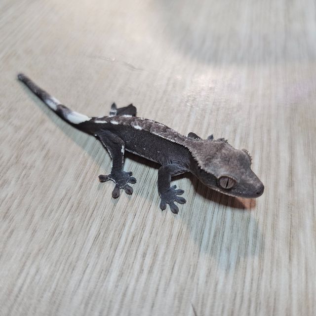 아잔틱