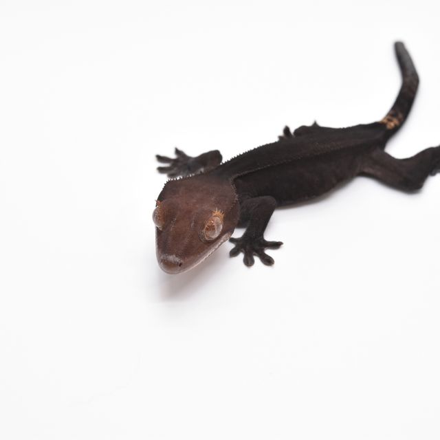 챠콜 팬텀 카푸치노