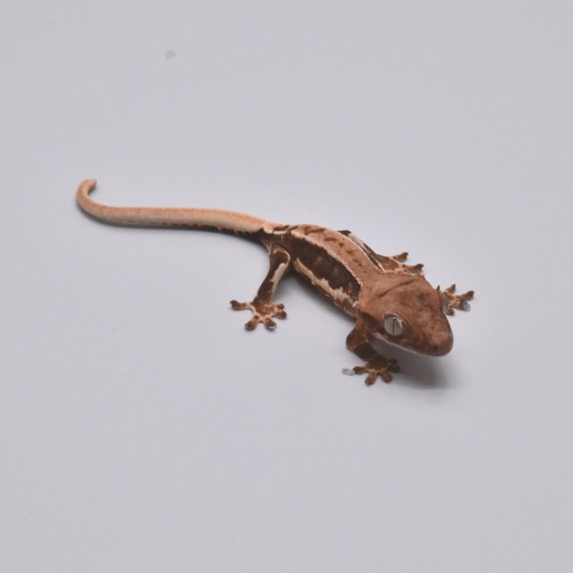 레드 릴리화이트