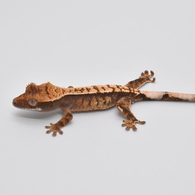 100%헷아잔틱 노멀