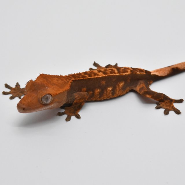 텐저린 쿼드 핀스트라이프