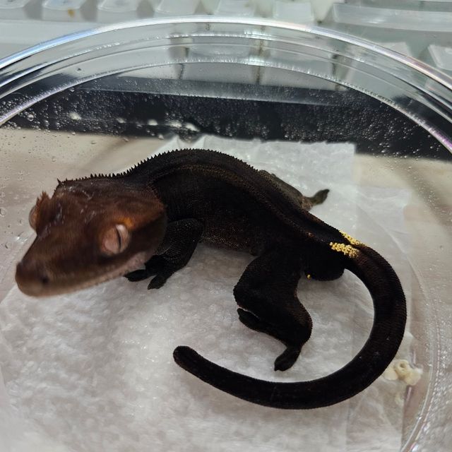 챠콜 팬텀 슈퍼스트라이프 카푸치노