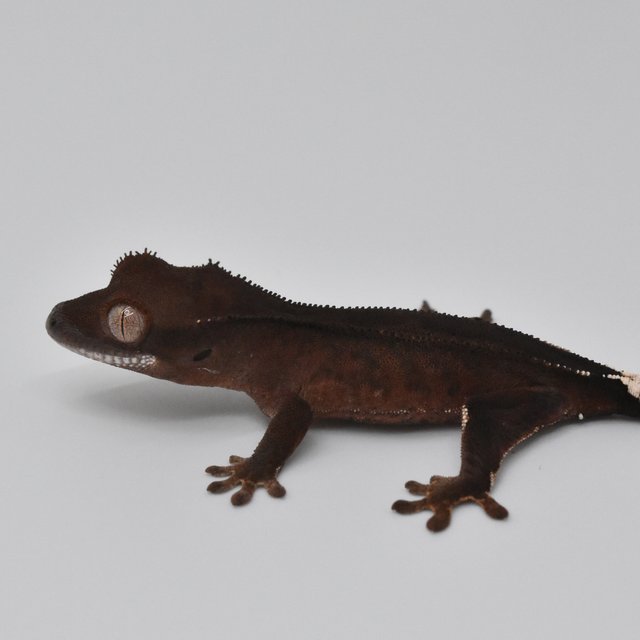 슈퍼스트라이프 챠콜 팬텀 카푸치노