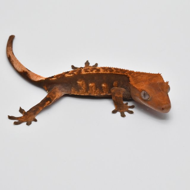 텐저린 쿼드 핀스트라이프