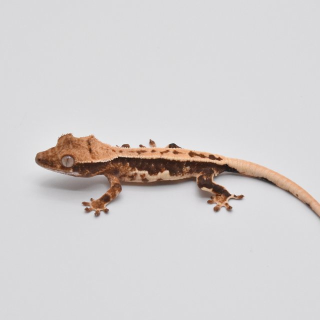 100%헷아잔틱 릴리화이트