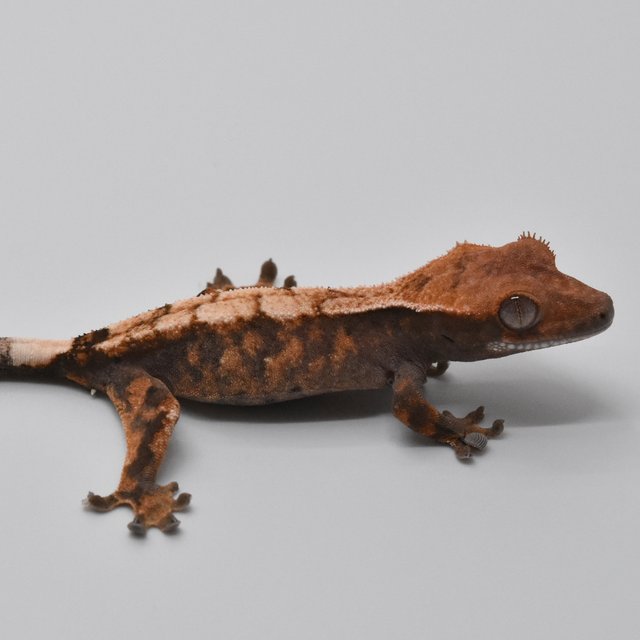 100%헷아잔틱 세이블