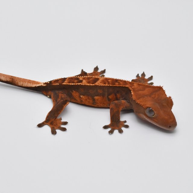 텐저린 쿼드 핀스트라이프