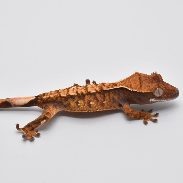 100%헷아잔틱 노멀