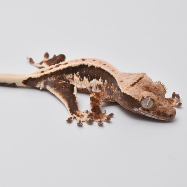 100%헷아잔틱 릴리화이트