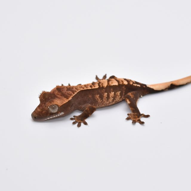 익스트림할리퀸