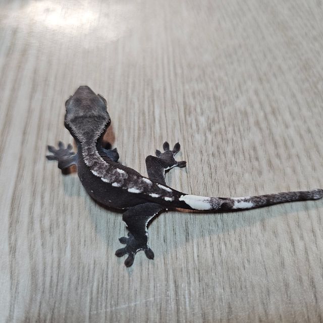아잔틱