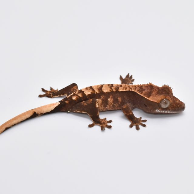 익스트림할리퀸