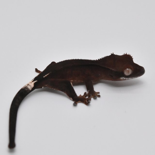 슈퍼스트라이프 챠콜 팬텀 카푸치노