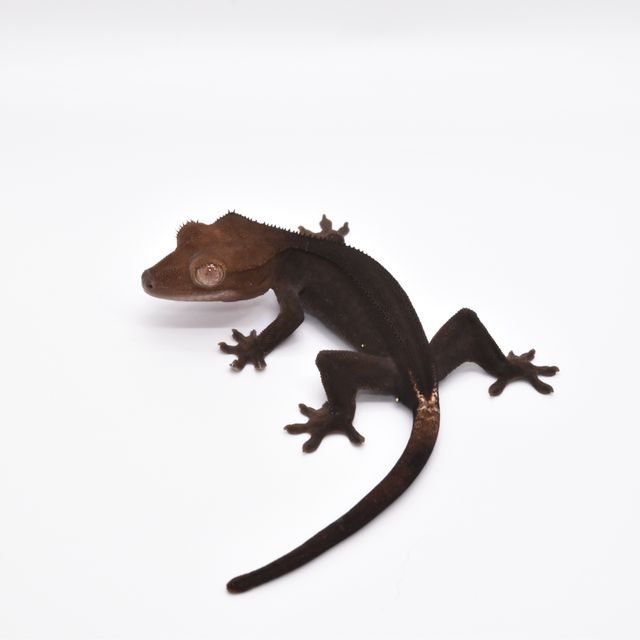 챠콜 팬텀 슈퍼스트라이프 카푸치노