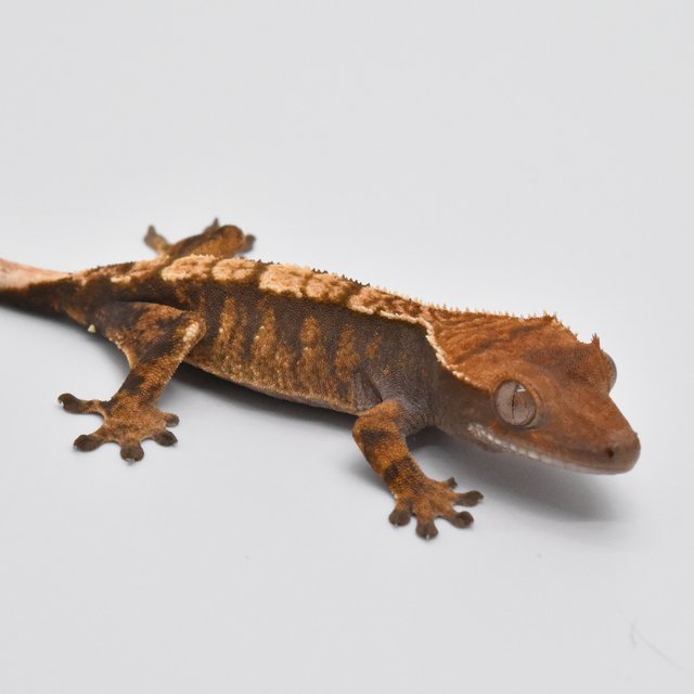 100%헷아잔틱 노멀