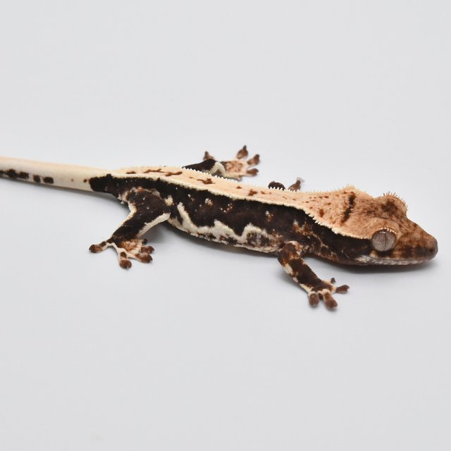 100%헷아잔틱 릴리화이트