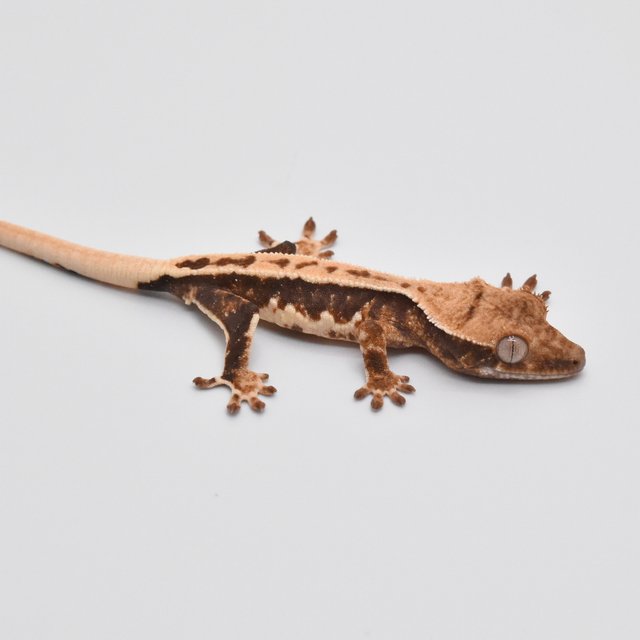 100%헷아잔틱 릴리화이트