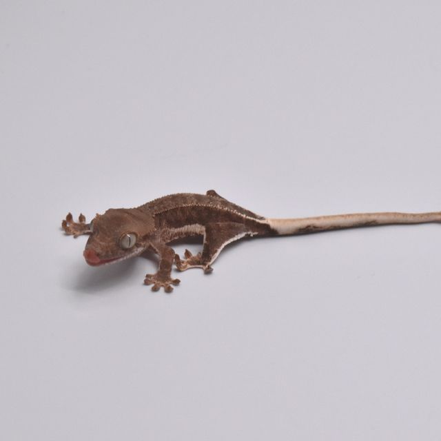 레드 팬텀 릴리화이트