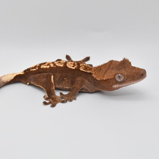 100%헷아잔틱 노멀