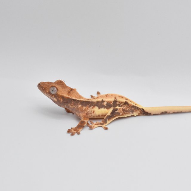 릴리화이트 크림