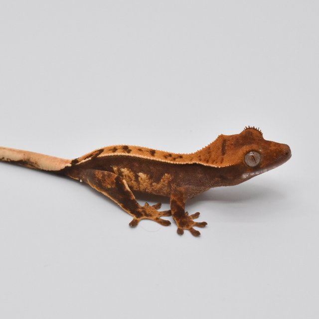 핀스트라이프 노멀