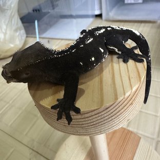 아잔틱