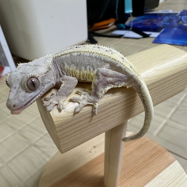 릴리100%헷아잔틱