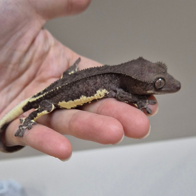 아잔틱 릴잔틱 팬텀