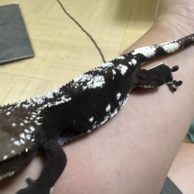 아잔틱