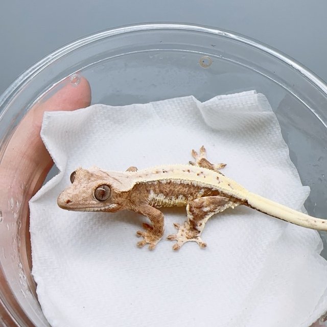 릴리100%헷아잔틱