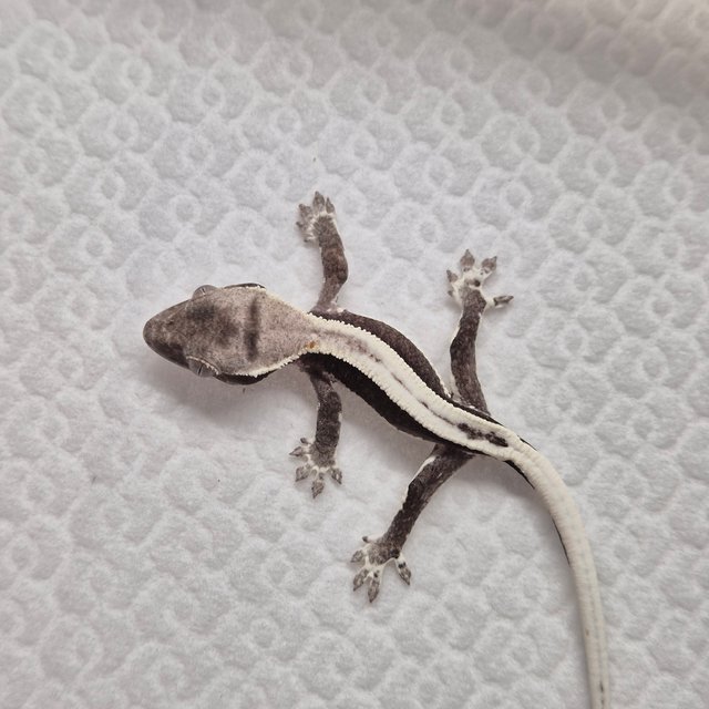 릴잔틱 쿼드 슈퍼스트라이프