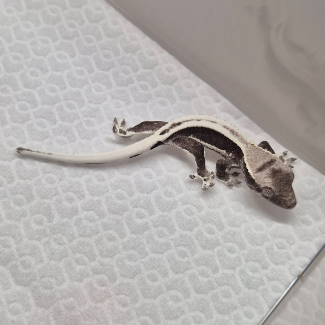 릴잔틱 쿼드 슈퍼스트라이프