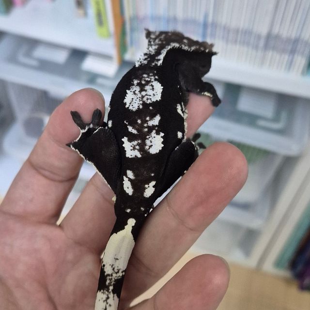 아잔틱