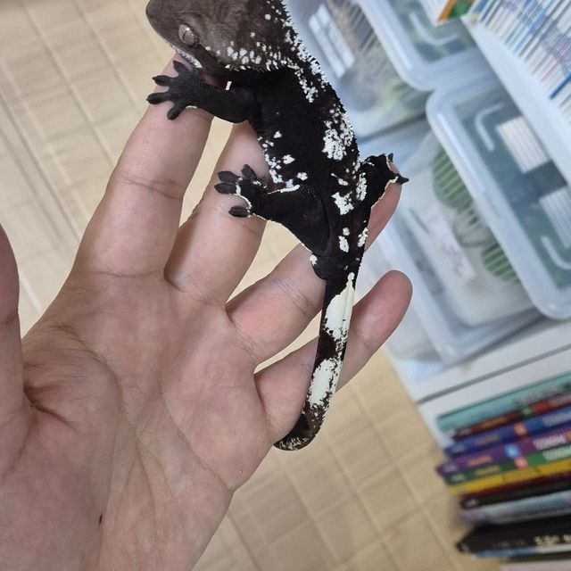 아잔틱