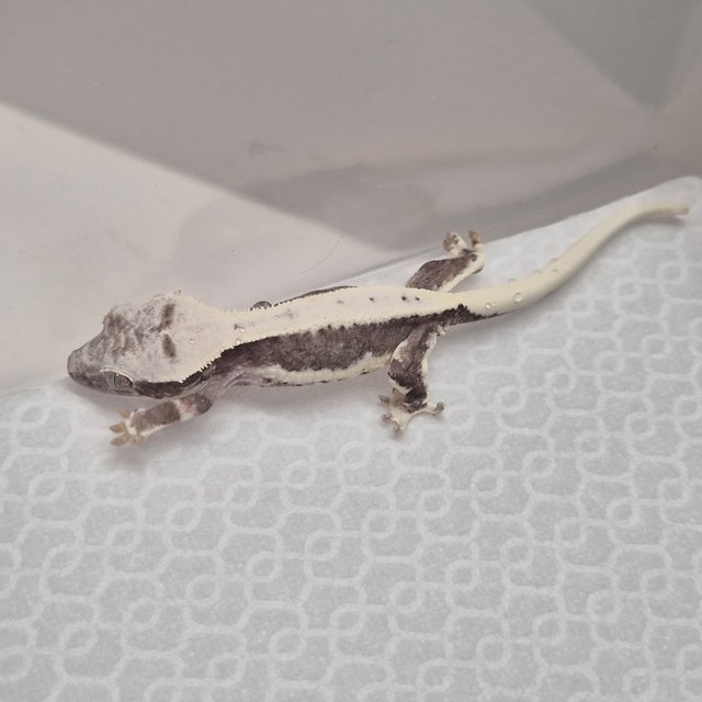 릴잔틱 솔리드백