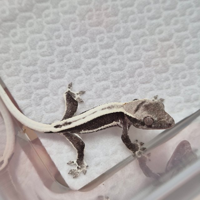 릴잔틱 쿼드 슈퍼스트라이프